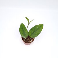 Hoya sp. Tam Dao