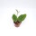 Hoya sp. Tam Dao