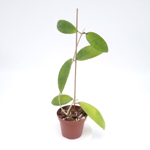 Hoya sp. Khao Yai