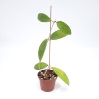 Hoya sp. Khao Yai