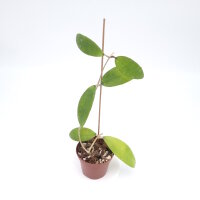 Hoya sp. Khao Yai