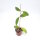 Hoya sp. Khao Yai