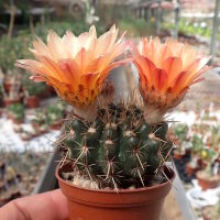 Notocactus submammulosus cv. aurantiacus