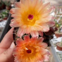 Notocactus submammulosus cv. aurantiacus