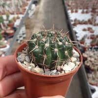 Notocactus submammulosus cv. aurantiacus