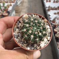 Notocactus submammulosus cv. aurantiacus