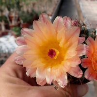 Notocactus submammulosus cv. aurantiacus