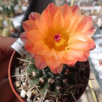 Notocactus submammulosus cv. aurantiacus