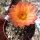 Notocactus submammulosus cv. aurantiacus
