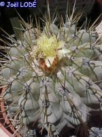 Copiapoa cinerea f. albispina PL 207 A