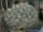 Copiapoa cinerea f. albispina PL 207 A
