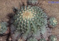Copiapoa cinerea ssp. columna-alba PL 221 A