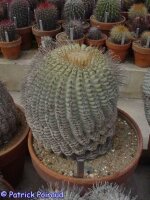 Copiapoa cinerea ssp. columna-alba PL 221 A