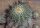 Copiapoa cinerea ssp. columna-alba PL 202 A