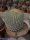 Copiapoa cinerea ssp. columna-alba PL 202 A