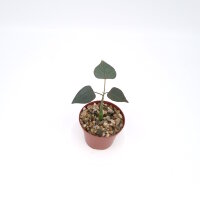 Adenia stylosa