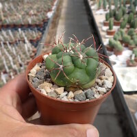 Thelocactus hexaedrophorus v. lloydii SB 1957