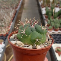 Thelocactus hexaedrophorus v. lloydii SB 1957