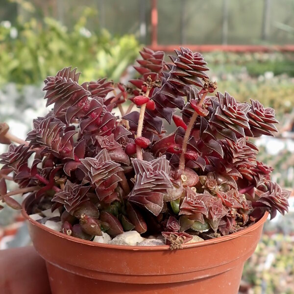 Crassula exilis