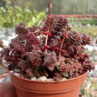 Crassula exilis