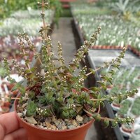 Crassula exilis