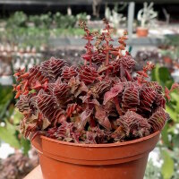 Crassula exilis