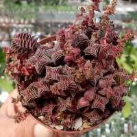 Crassula exilis