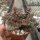 Crassula exilis