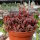 Crassula exilis