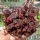Crassula exilis