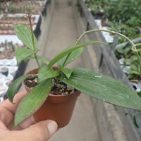 Hoya fischeriana