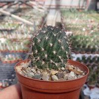 Lobivia haematantha
