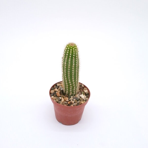 Soehrensia caulescens