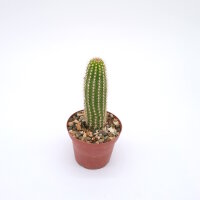 Soehrensia caulescens