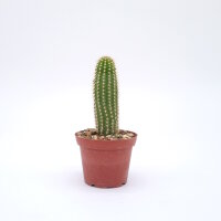Soehrensia caulescens