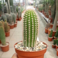 Soehrensia caulescens