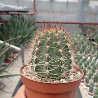 Soehrensia grandiflora