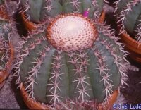 Melocactus conoideus HU 183, CITES, not outside EU