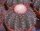 Melocactus conoideus HU 183, CITES, not outside EU