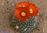 Parodia sanguiniflora