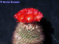 Parodia sanguiniflora