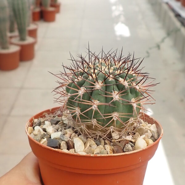 Acanthocalycium thionanthum v. copiapoides
