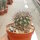 Acanthocalycium thionanthum v. copiapoides