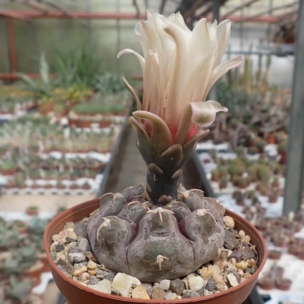 Gymnocalycium prochazkianum