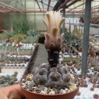 Gymnocalycium prochazkianum