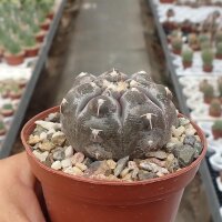 Gymnocalycium prochazkianum