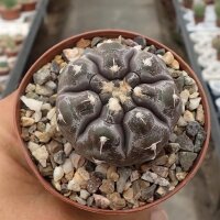 Gymnocalycium prochazkianum