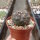 Gymnocalycium prochazkianum