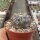 Gymnocalycium prochazkianum