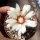 Gymnocalycium prochazkianum